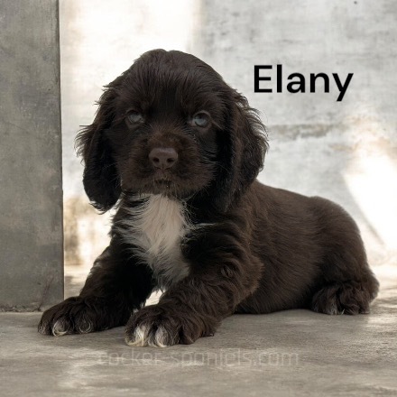 puppy, for, sale, Cocker Spaniel, Joe & Cherri  Overlease, dog, breeder, Miller, MO, dog-breeder, puppy-for-sale, forsale, nearby, find, puppyfind, locator, puppylocator, aca